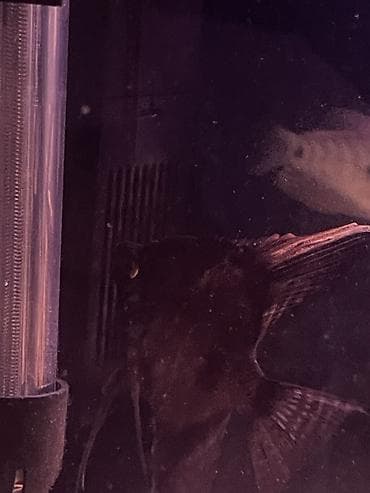 Аквариумные аксессуары и принадлежности: 3ədəd var tam sağlam balığlardı iri ölçüdədir,qiymət 1ədədə ayıtdır — 2