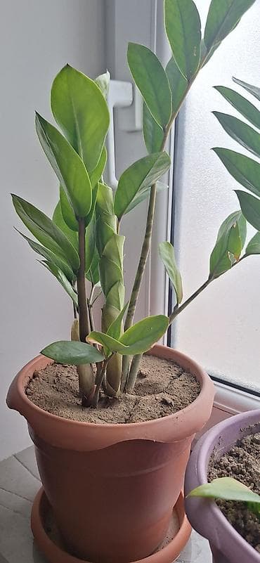 etirsah bitkisi: Zamioculcas zamiifolia (ZZ bitkisi) – otaq üçün dekorativ tropik — 3