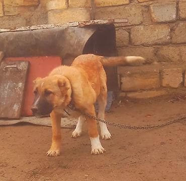 heyvan cantası: Peyvəndli — 1