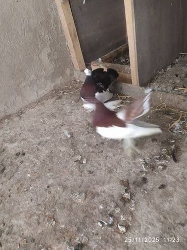 en cox yumurta veren toyuqlar: Tam sağlam quşlardır — 5