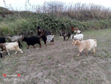 Icinde bir heleb tekesi olmagla 20 bas dogar keci satilir. tam saglam