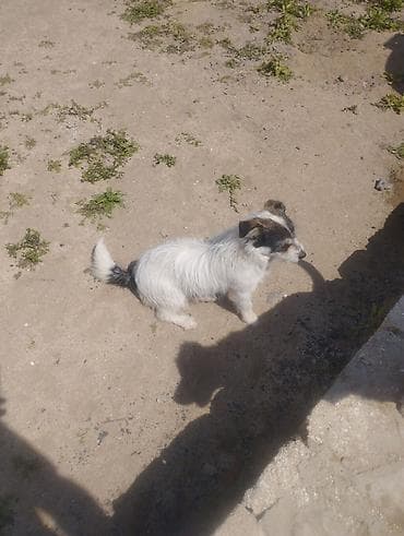 itlerin davasi: Pudel, 1 il, Erkek, Cütləşmə üçün, Ödənişli çatdırılma — 4