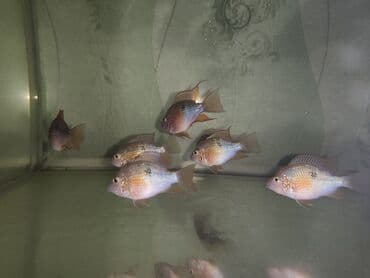 Heyvanlar üçün mallar: Eliot balığı, Yırtıcı, Ünvandan götürmə — 3