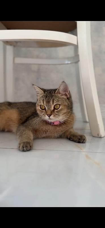 взять котёнка бесплатно: Шотландская, Самец, Бесплатная доставка — 7