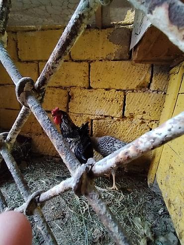ev itderi: Salam xarkov vastroloq qarisig birde temiz Avstroloq toyugu 3 bir — 3