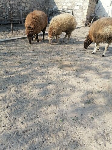 K/t heyvanları üçün mallar: Quzular – 3 baş 3 də bir satılır qiymət sondur bir dənəsi 450 — 8