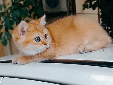 ingilis setter it cinsi: Britan, Erkək, Pulsuz çatdırılma — 1