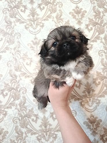 it şekilleri: Pekines, Dişi — 2