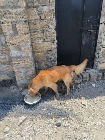 çoban iti satisi: Retriever, 10 ay, Erkek, Ödənişli çatdırılma — 1
