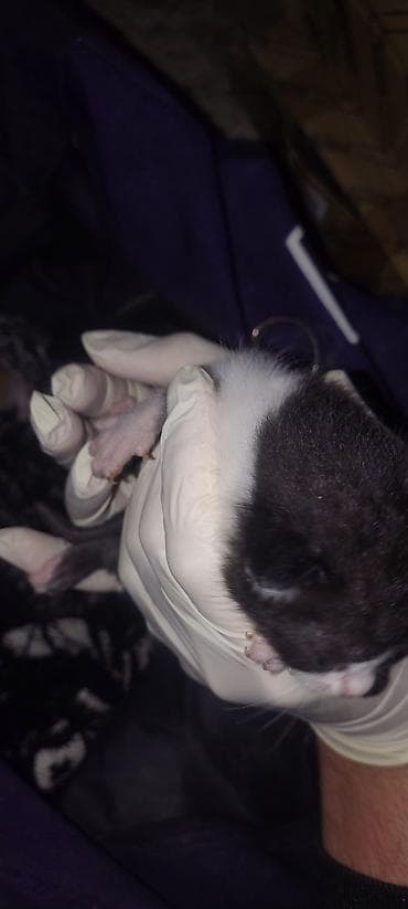 ev sıçanı: Yaxşı əllərə, Ünvandan götürmə — 4