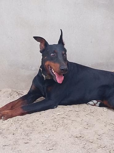 it: Doberman, 1 il, Erkek, Peyvəndli, Ünvandan götürmə — 8