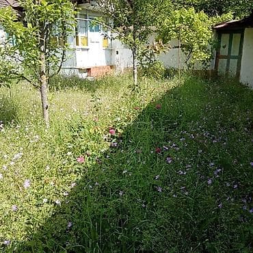 seyf qapilar ve darvazalar: Meyvə bağ sahəsi - Geniş, yaşıl ərazi: müxtəlif meyvə ağacları ilə — 2