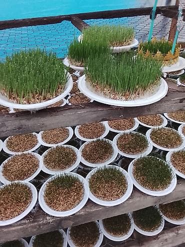 araq sekilleri: Novruz üçün bəzədilmiş səməni kompozisiyaları - Təbii buğda səmənisi — 4