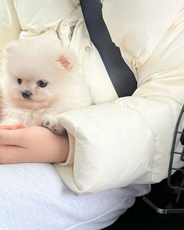 шпиц в баку: Şpitz, 2 ay, Erkek, Sənədli, Pulsuz çatdırılma — 1