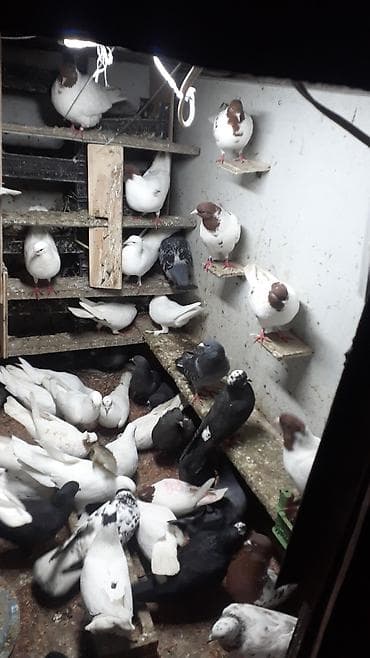 göyercinler: Optum satilir 25 den cox quwdur. tek satilmir unvan montin - Rənglər — 1