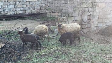 Dana, buzov: Birinci qarına şişeydi — 1