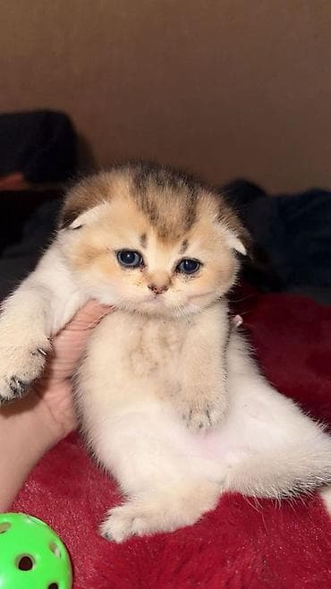 Britan, Yaxşı əllərə