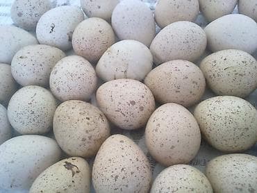 Молочные продукты и яйца: Xınalı kəklik yumurtaları mayalı tam sağlam — 1