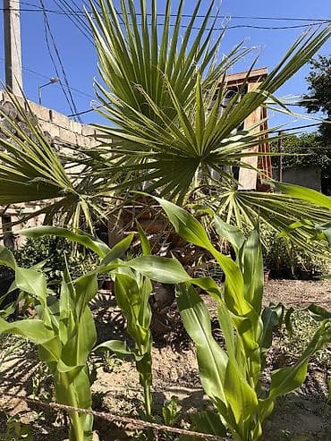 devedabani bitkisi: Məhsul: Fan yarpaqlı palma (Washingtonia filifera/robusta tipli) — 1