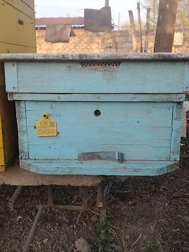 tagiyev qesebesi inek buzov: Ünvan Yevlax. Mavi sari yeşiklər 12 ramkaliqdir 10 Ədədir biri 55 — 2