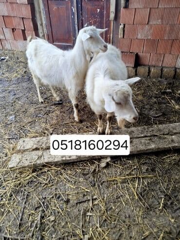 Heyvanlar üçün mallar: Ağ rəngli keçilər sanen sortu Quba rayon səbətlər kəndi boqazdı — 1