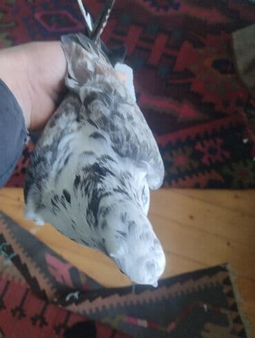 qara quyruq: Məhsul: Göyərçin - Növ: Ev göyərçini (rəngarəng – ağ, boz və qara — 1