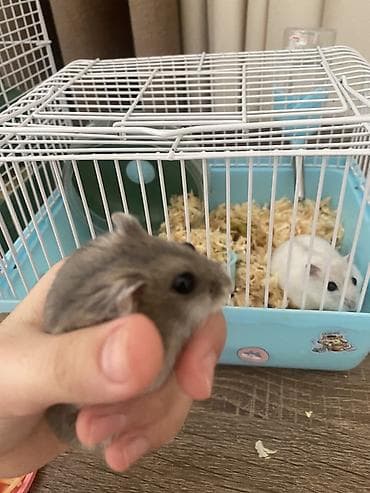 heyvan satilir: İki ədəd hamster satlr .Biri ağ,biri boz.Ustundə ikimərtəbəli — 5