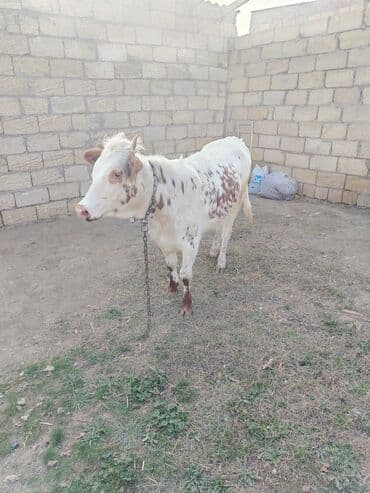 itlerin pulsuz verilmesi: Disi danadi yarma yiyib dam heyvandi — 2