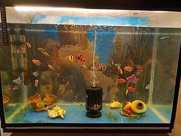 Gəmiricilər: Sülhsevər — 6