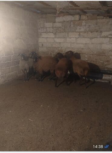 Tavalar: Qoyun sürüsü – 6 baş. 1 heyvan yanı balalı. - Növ: yerli — 2