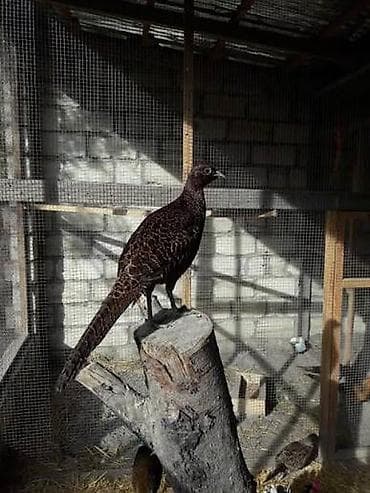 yumurta qiymeti: BİR CUT QİRQOVUL SATLİR HAL HAZRDA YUMURTALYR UNVAN QUBA CUTU 70 — 3