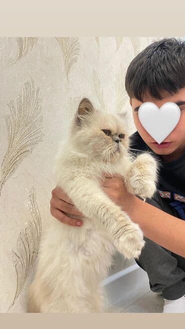 pers pişiy: Pers pisiyidi,razılaşma ilə qiymetini aşağı sala bilerik — 1