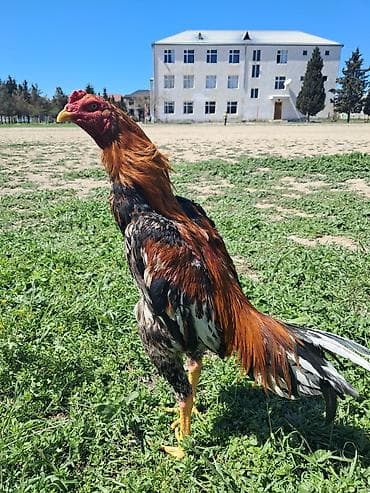 sotland pisik satisi: Sahibləndirilir — 4