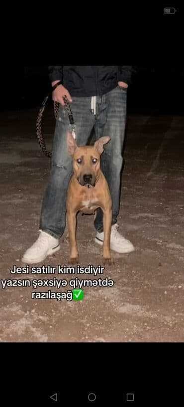 Pitbul, 2 il, Dişi, Ünvandan götürmə