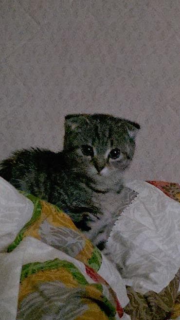 Gəmiricilər: Şotland yastı qulaq — 4