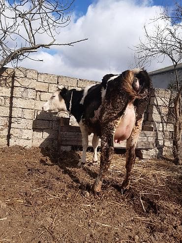 ana ari satışı: Birinci qarin ağ kirpik ivanovka super duyedi balasi dişidi yaxsi — 4