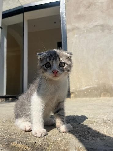 ev pişiki: Şotland yastı qulaq — 5