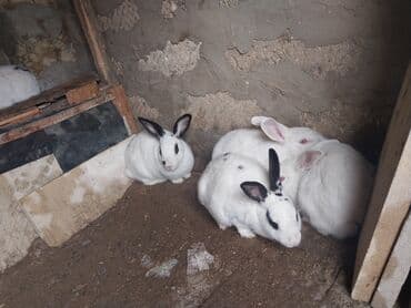 İtlər: Ağ və ləkəli qulaqlı dovşanlar ərkey və dişi var reyal alicı zeng — 2