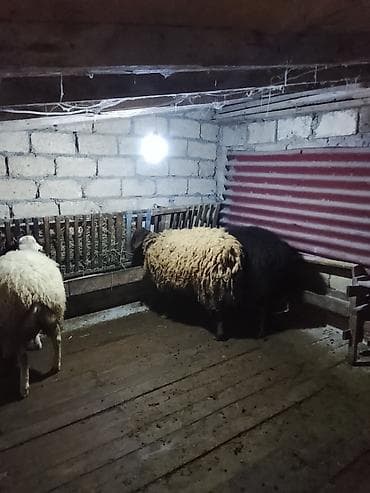 qoyunu: 3bas erkək toglular satılır öz qapı heyvanlarimdi arpa yemiş — 4