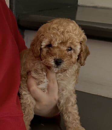 Gəmiricilər: Pudel, 2 ay, Peyvəndli — 4