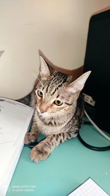 pişiy şəkilləri: Tabbi, Erkək, Yaxşı əllərə, Ünvandan götürmə, Pulsuz çatdırılma, Ödənişli çatdırılma — 5