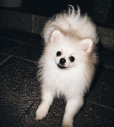 afcarka balaları: Şpitz, 4 ay, Dişi, Peyvəndli, Ünvandan götürmə — 2