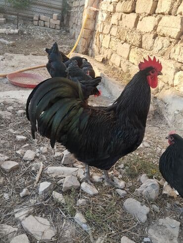 cins ineklerin satisi: Temiz qan avstrolop cuce ve yumurta satisi edilir.Sekilde gorduyunuz — 1