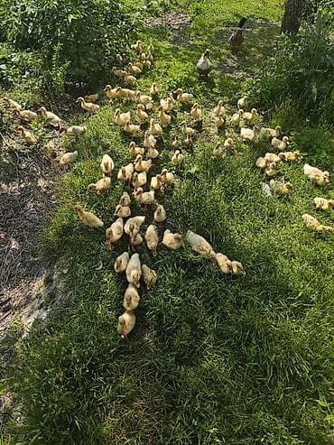 tap.az heyvanlar qusar: Salam, ciddi alıcılar əlaqə saxlasın, qiyməti 4 manat ( Pekin) — 6