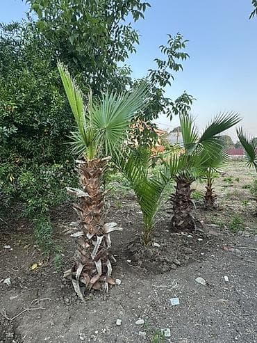 kala bitkisi: Vaşinqton Palma ağacları – 150cm 
Xurma agaclari. Her razmerde — 3