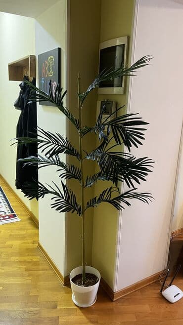 bitki toxumlari: Depodan bir basa satis 70azn baslayan dekarativ suni agaclar topdan — 25