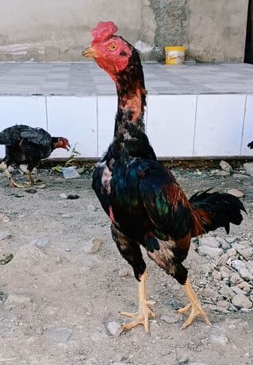 hind qusu satisi: Xoruz, Heyratı, il: 1, Ödənişli çatdırılma — 2