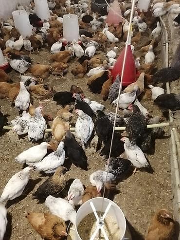 şahin quşu: Salam tam sağlam colpalardi damazdiqa yararlı çatdırma. var vacap — 3