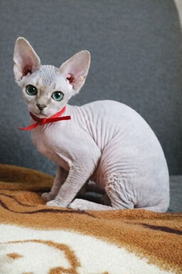 pişik tualet: Kanadalı Sfinks balaları. Sağlam, aktiv və dibçəkdə gəzdirməyə — 1