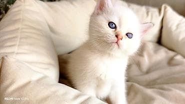 coban it adlari: Məhsul: Ağ tüklü balaca pişik (mavi gözlü) Təsvir: - Yumşaq, sıx — 1